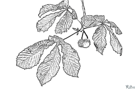 chestnut Coloring Pages To Print